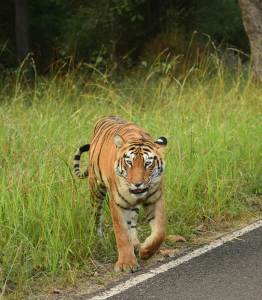 Wildlife Tour